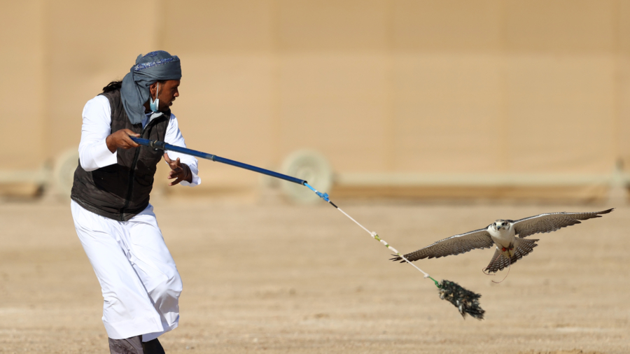 Falconry Tradition Endures as Sport in Qatar