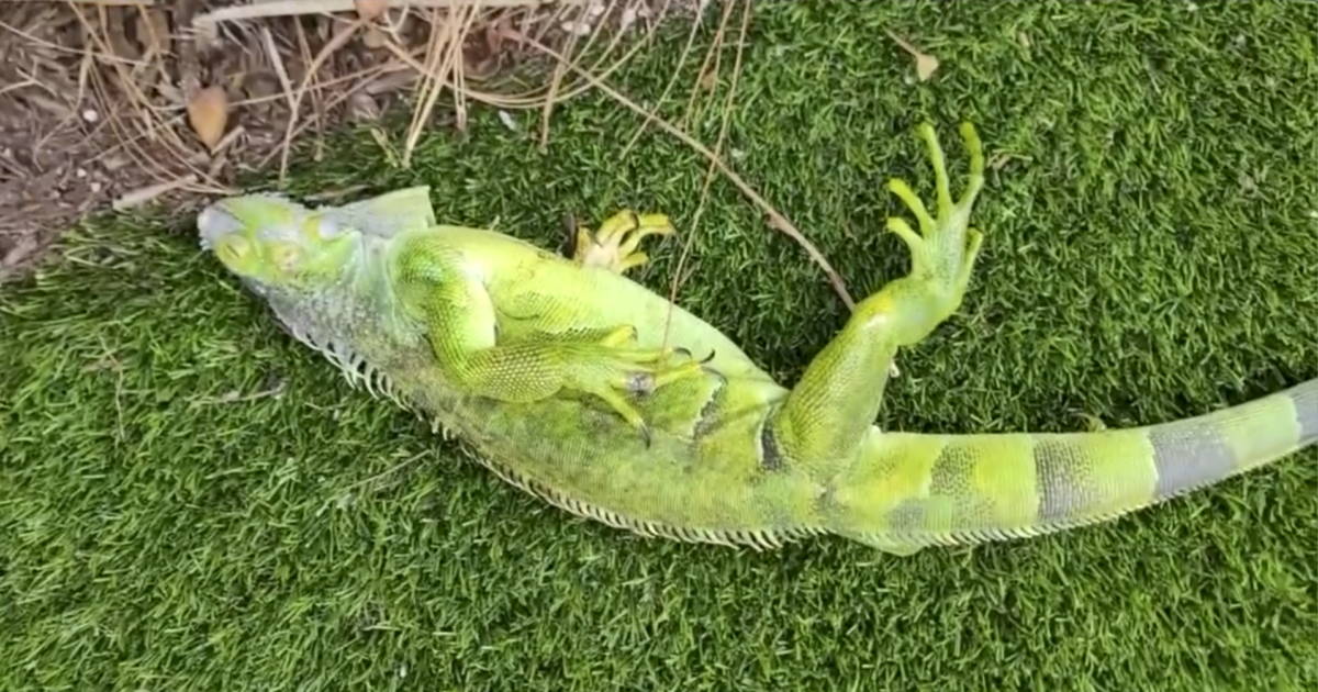 Frozen Iguanas Drop From Trees in Florida NTD