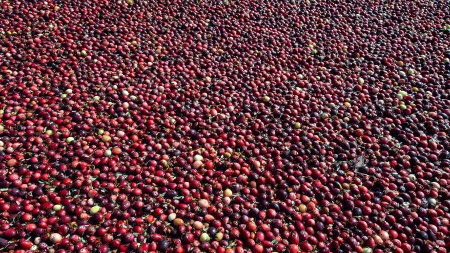 Cranberries Offer Neuroprotective Benefits