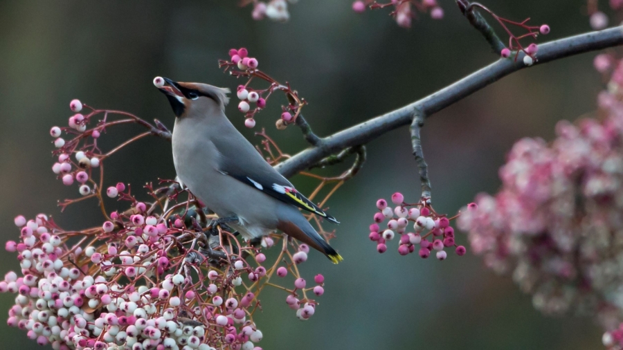 Study: Listening to Birds Can Boost the Mind