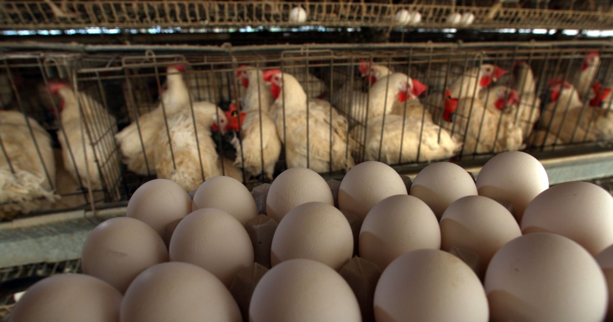 Egg Farm Owner on Causes of Egg Shortages NTD