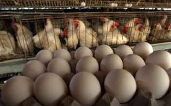 Egg Farm Owner on Causes of Egg Shortages