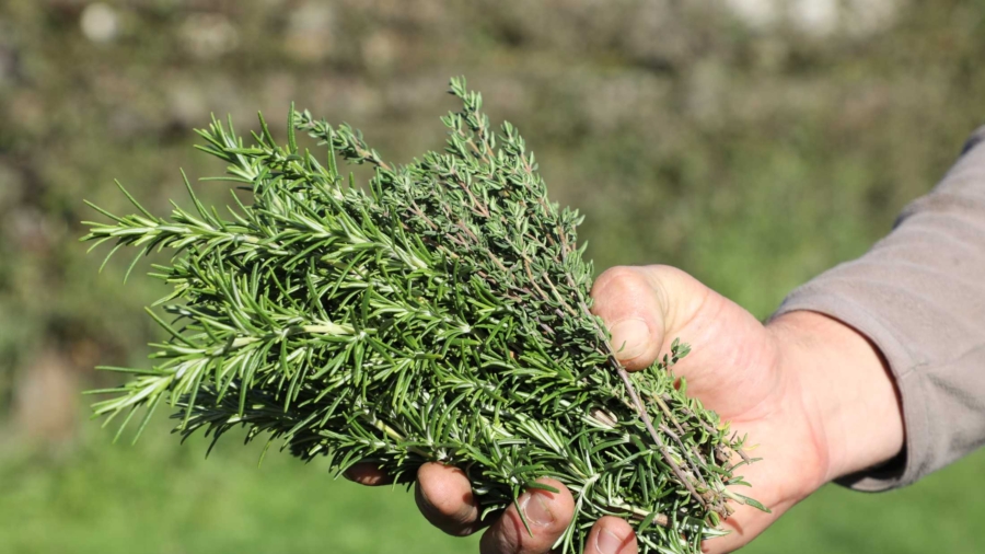 4 Reasons to Love Rosemary