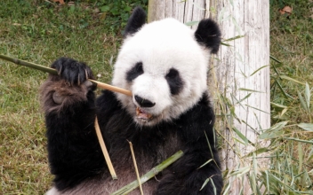 Bye-Bye Ya Ya and Le Le: Memphis Pandas to Be Returned to China