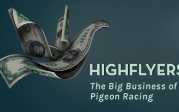 Highflyers | Documentary