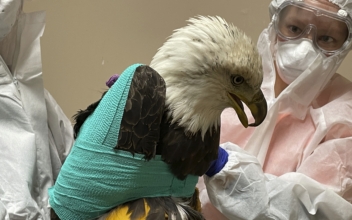 Bald Eagle Found Shot in Wisconsin Dies During Surgery