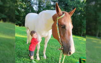 Special Bond Between Boy and Horse: A Life Change Brings Magic