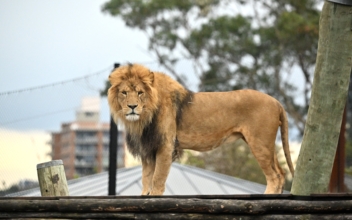 New Footage Reveals How 5 Lions Escaped Their Sydney Zoo Enclosure