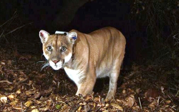 LIVE NOW: Memorial for Hollywood Mountain Lion P-22