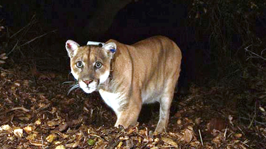 Famed Hollywood Mountain Lion Captured After Killing Dog, May Have Been Hit by Car