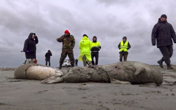2.500 Dead Seals Found on Russia&#8217;s Caspian Coast