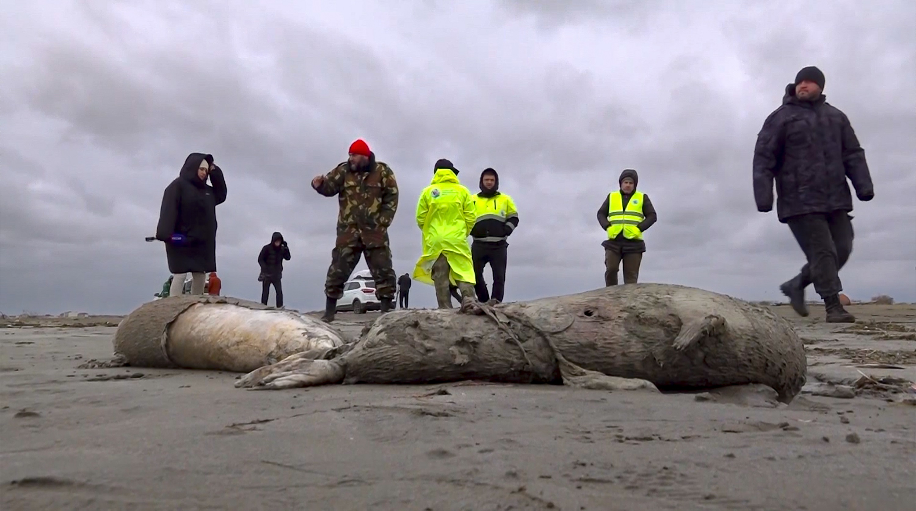 2.500 Dead Seals Found on Russia’s Caspian Coast