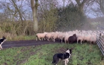 Sheep Dog Videos Create a Storm on Social Media
