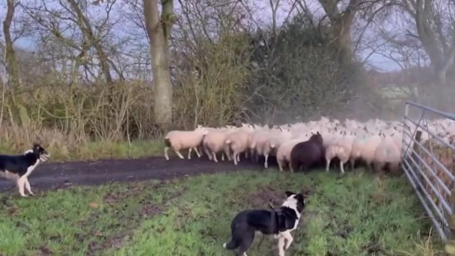 Sheep Dog Videos Create a Storm on Social Media