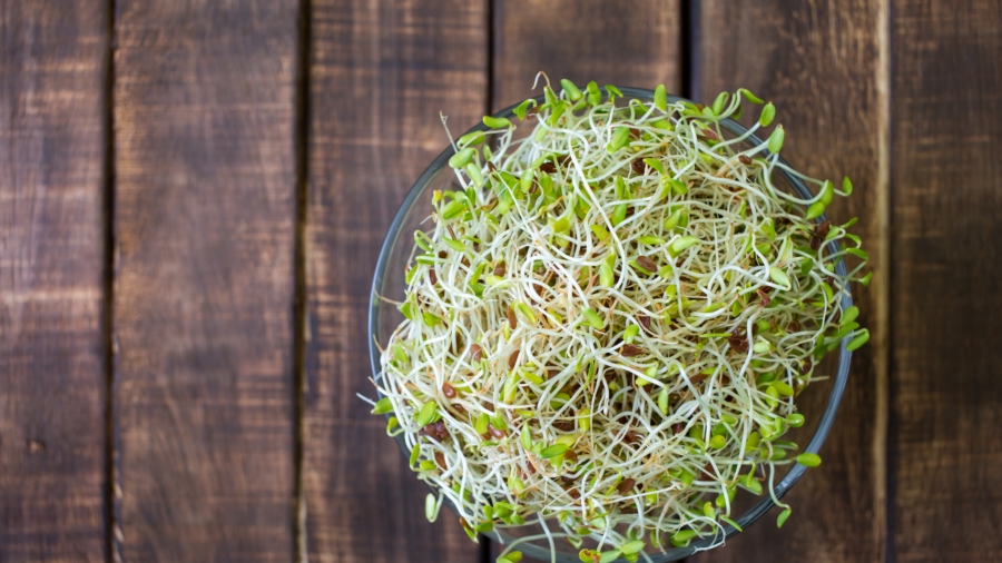 Alfala Sprouts Linked to Salmonella and E. Coli Outbreaks in Minnesota, Wisconsin