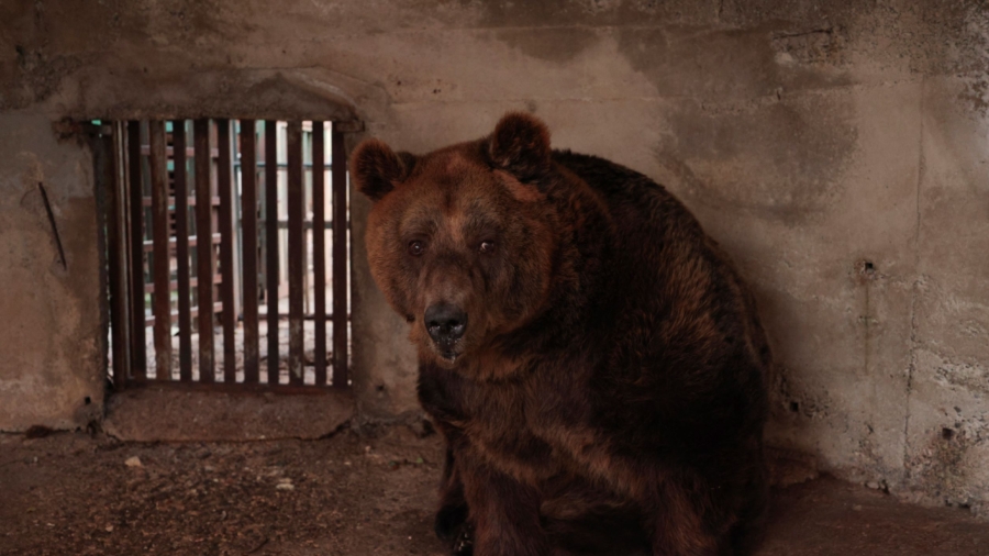 Albania’s Last Captive Bear Rescued to Austrian Sanctuary