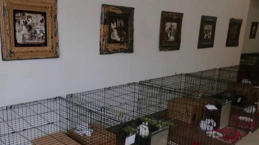Persian Rugs and Spa Packages: A Glimpse Into the Luxury Hotel for Bunny Rabbits