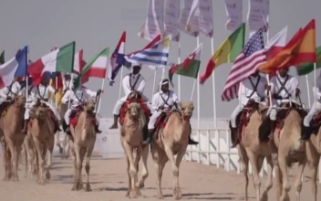 Camel Beauty Pageant at Qatar World Cup