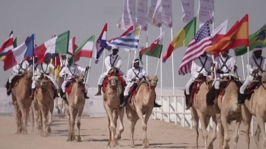 Camel Beauty Pageant at Qatar World Cup