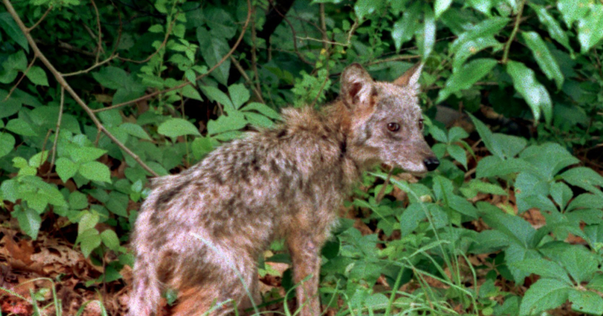 Massachusetts Town Hires Federal Officials to Kill Coyotes NTD