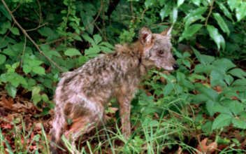 Massachusetts Town Hires Federal Officials to Kill Coyotes