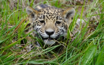 Mexican Sanctuary Prepares to Re-wild Endangered Jaguar Cubs