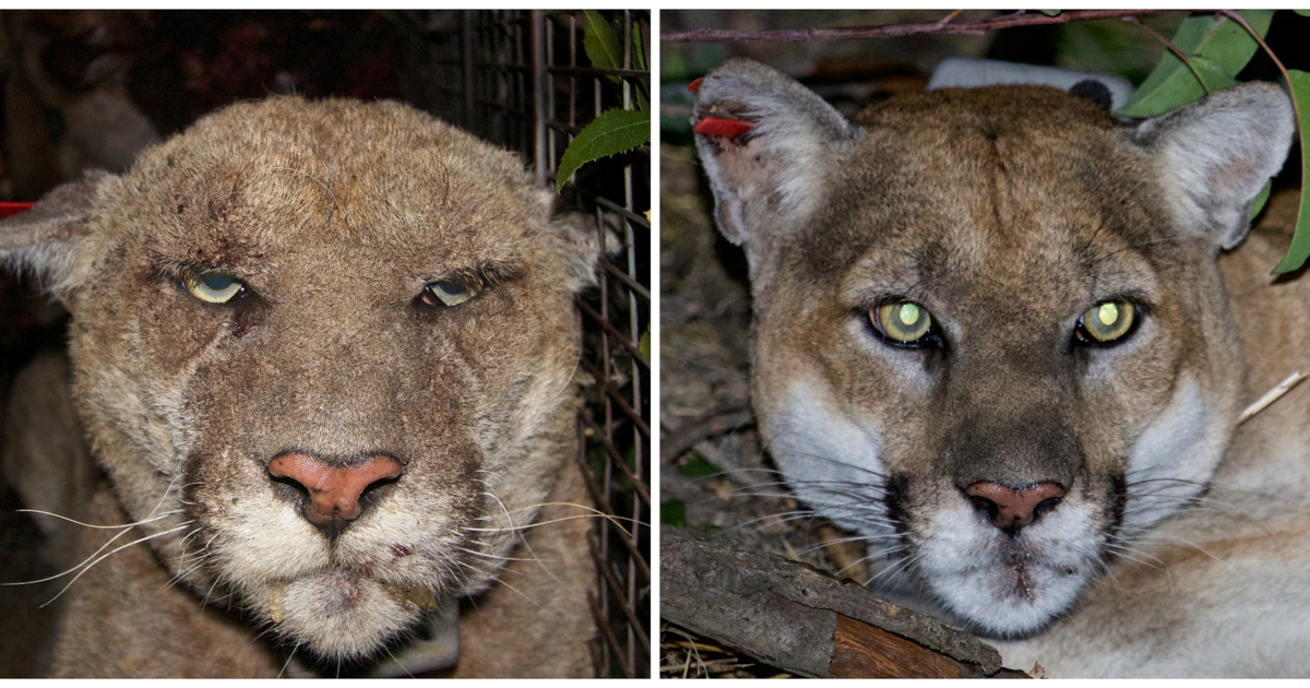 Famed LA Mountain Lion Euthanized Following Health Problems | NTD