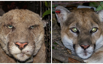 Famed LA Mountain Lion Euthanized Following Health Problems