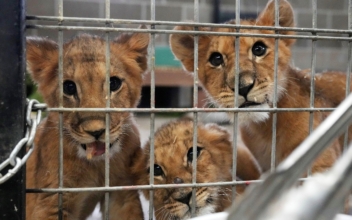 4 Lion Cubs Saved From War in Ukraine Arrive at US Sanctuary