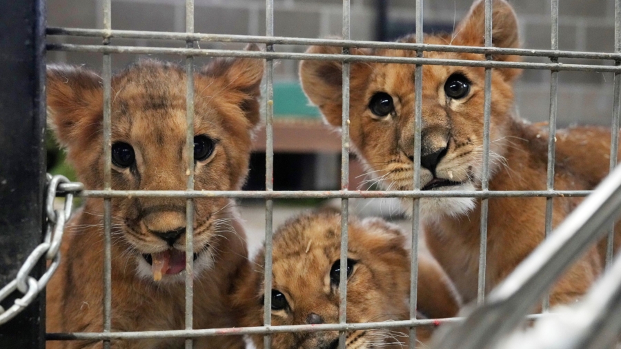4 Lion Cubs Saved From War in Ukraine Arrive at US Sanctuary