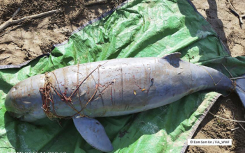 Deaths of 3 Endangered Cambodian Dolphins Raise Alarm