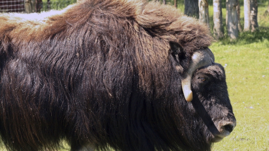 Alaska Law Officer Killed in Muskox Attack Outside His House