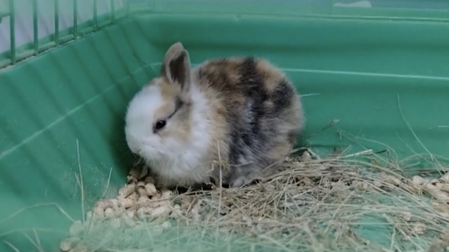Russians Buy Rabbits For the New Year