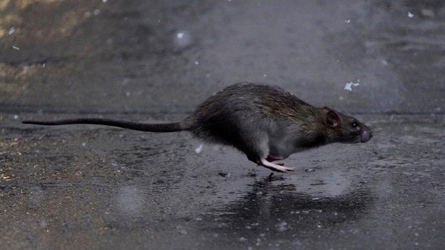 Help Wanted: New York City Seeks ‘Badass’ Rat Czar