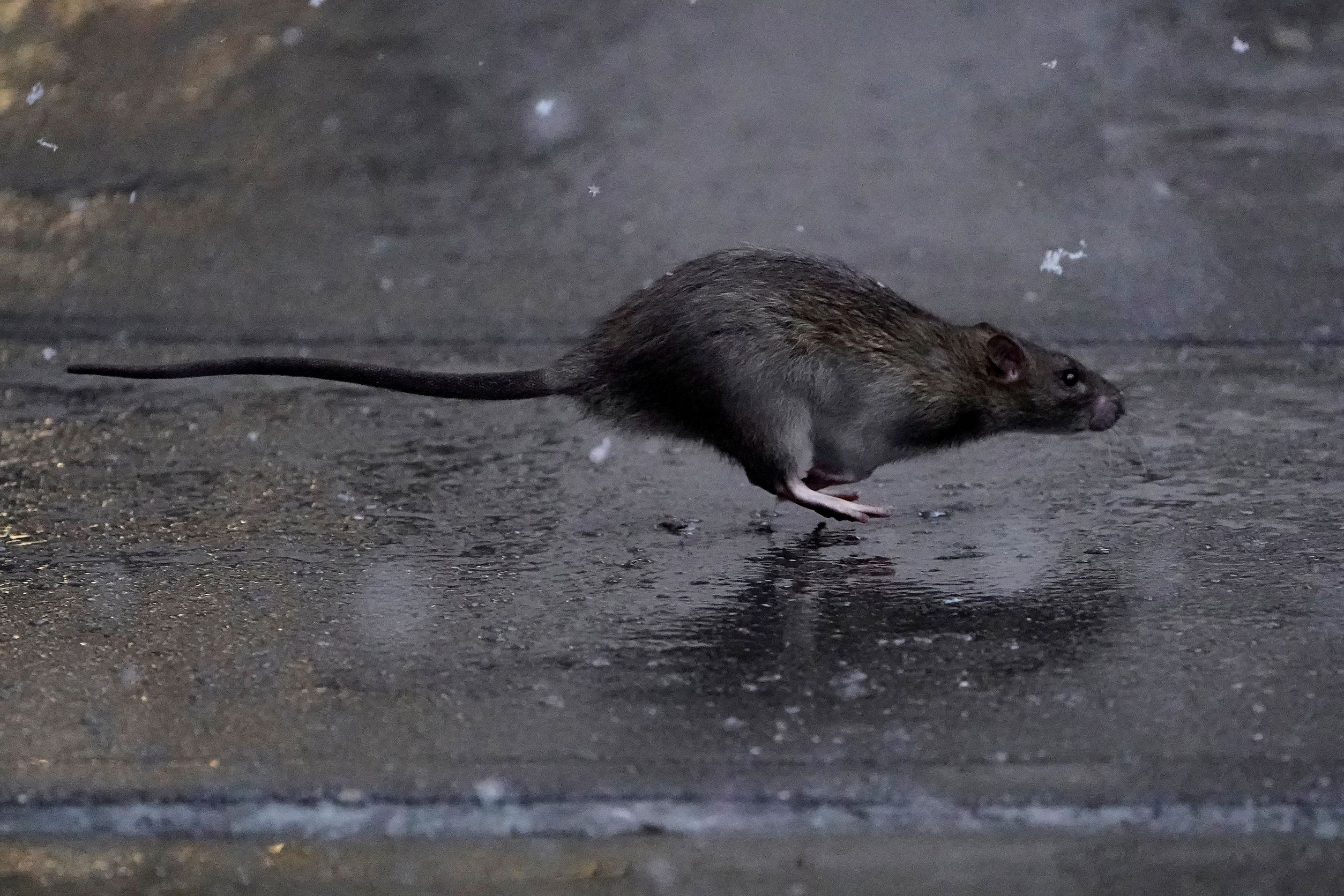 Help Wanted: New York City Seeks ‘Badass’ Rat Czar