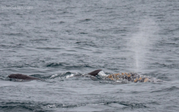 Southern California Boat Tour Witnessed Gray Whale Giving Birth