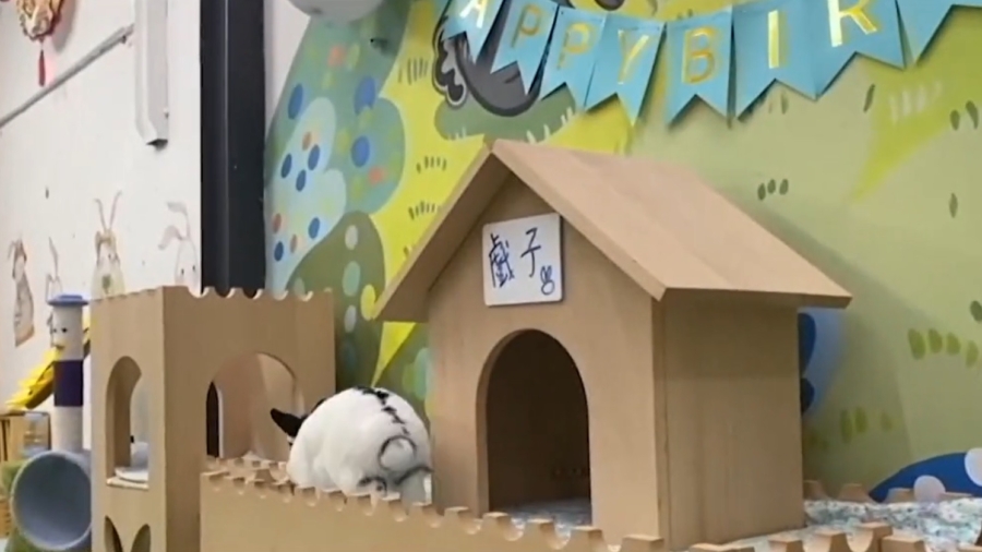 Rabbit Hotel Fully Booked for Lunar New Year