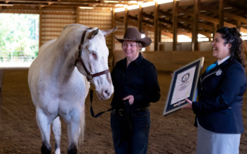 Blind Horse Sets 3 Guinness World Records With Owner’s Undying Support