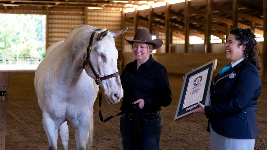 Blind Horse Sets 3 Guinness World Records With Owner’s Undying Support
