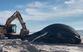 Humpback Whale Washes Ashore on New York Beach