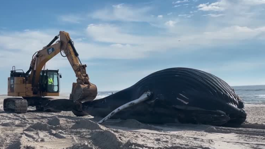 Humpback Whale Washes Ashore on New York Beach