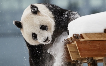 Cash-Strapped Finnish Zoo May Have to Return Giant Pandas to China