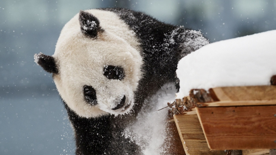 Cash-Strapped Finnish Zoo May Have to Return Giant Pandas to China