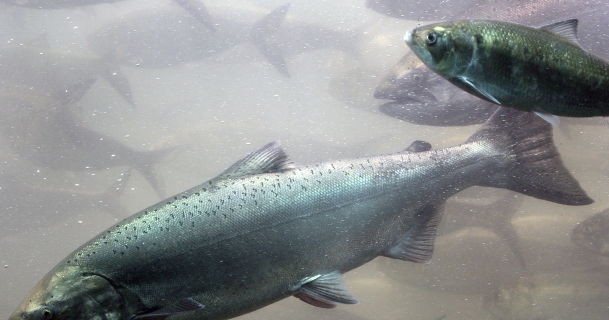 Freshwater Fish Highly Polluted With ‘forever Chemicals’ Linked To 