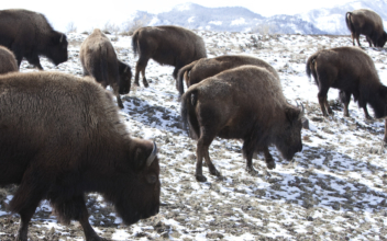 13 Bison Killed After Montana Highway Accident