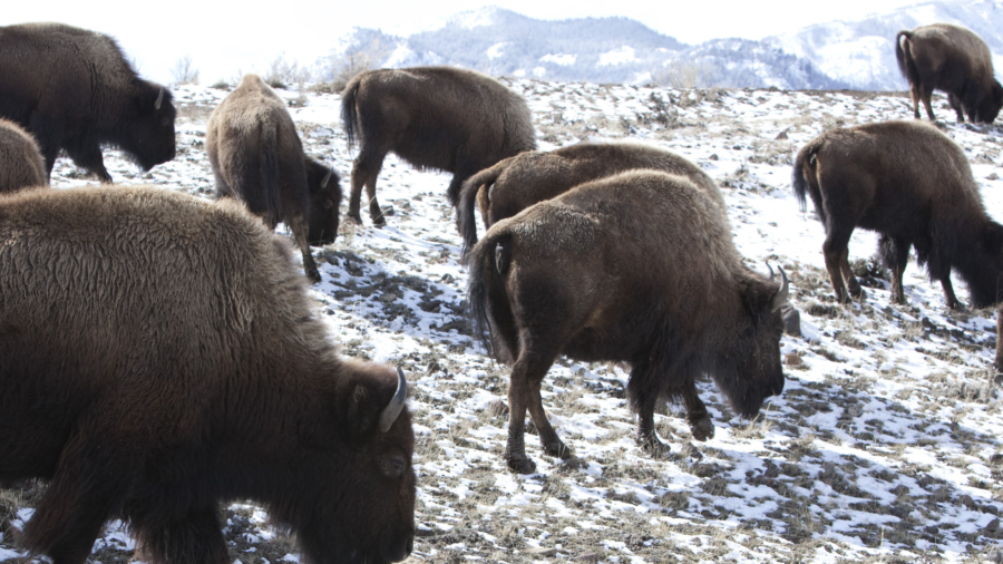 Idaho Man Arrested for Kicking Yellowstone Bison