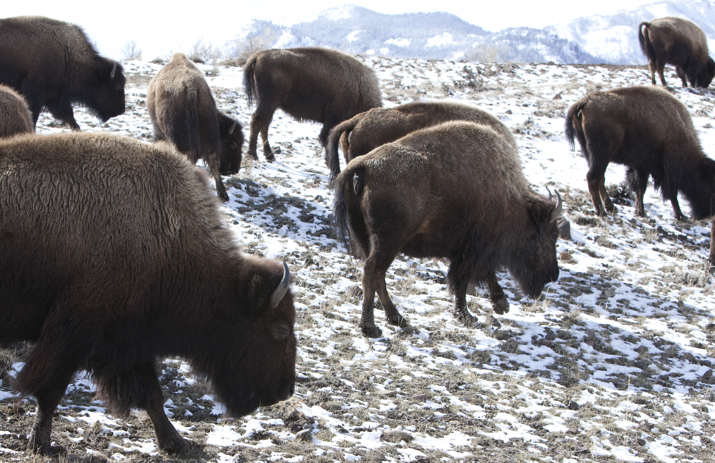 13 Bison Killed After Montana Highway Accident
