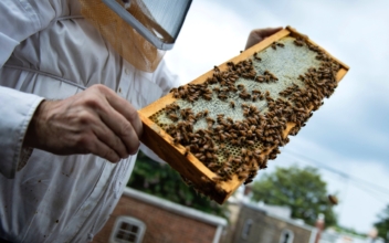USDA Approves Honeybee Vaccine to Target ‘American Foulbrood’ Disease
