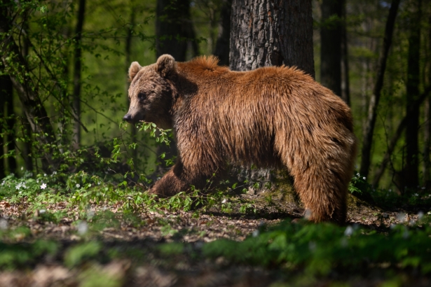 brown bear