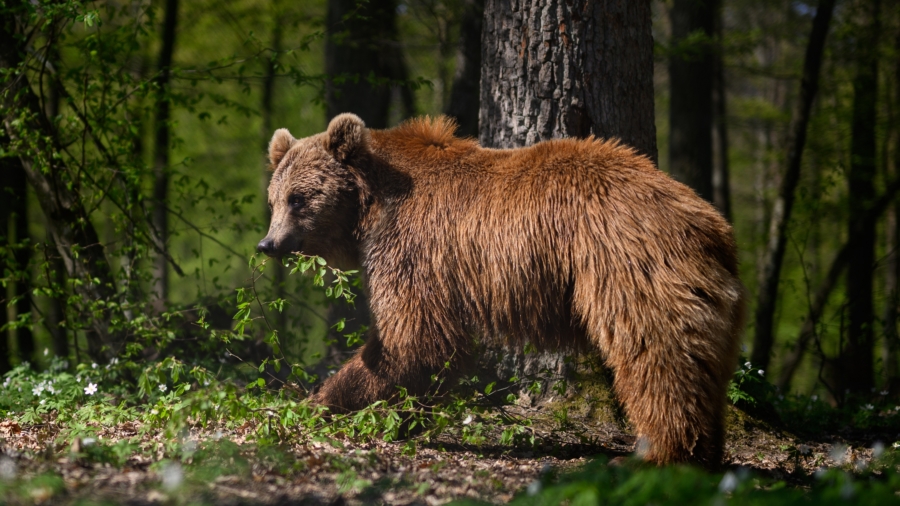 Bear Who Killed Runner in Italy’s Alps Is Spared Death for Now by Court
